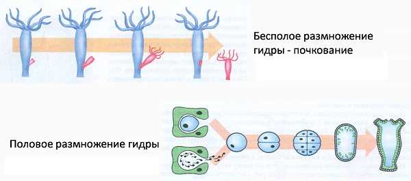 Актуальная ссылка на кракен kraken